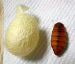 DSCN2888.JPG