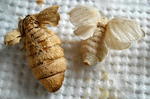 DSCN2933.JPG