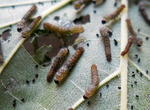 DSCN4716.JPG