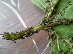 DSCN5098.JPG
