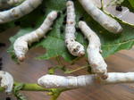 DSCN5220.JPG