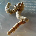 DSCN5231.JPG