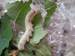 DSCN5369.JPG