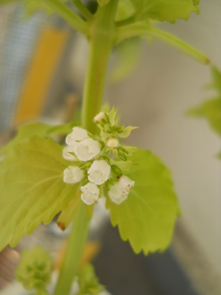 青しそに花が咲いてしまった 今日 喰ったもの あったこと