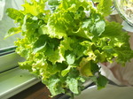 DSCN7400.JPG
