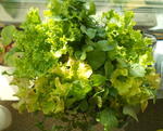 DSCN7508.JPG