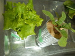 DSCN7550.JPG