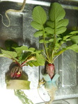 DSCN7635.JPG