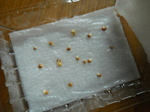 DSCN7667.JPG