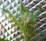 DSCN7688.JPG