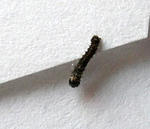 DSCN7965.JPG