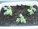 DSCN9520.JPG