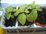 DSCN9522.JPG