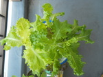 DSCN9524.JPG