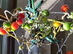 IMG_20250130_074304.jpg