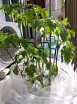 IMG_20250513_080404.jpg