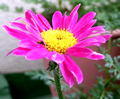 赤花除虫菊 今日 喰ったもの あったこと